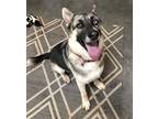 Adopt Jake a Tricolor (Tan/Brown & Black & White) German Shepherd Dog / Husky /
