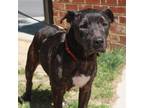 Adopt Tulip a Black Mixed Breed (Large) / Mixed dog in Richmond, VA (37829744)