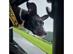 Adopt Pina a Black Labrador Retriever / Mixed dog in Middletown, NY (37727402)