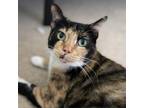 Adopt Christine - Foster a Calico or Dilute Calico Domestic Shorthair / Mixed