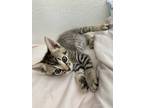 Adopt Rosemary a Gray, Blue or Silver Tabby Domestic Shorthair (short coat) cat