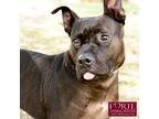 Adopt Charlie a Black American Staffordshire Terrier / Mixed dog in Marina del