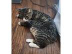 Adopt Lucky a Brown Tabby Domestic Shorthair (short coat) cat in Sherman Oaks