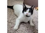 Adopt Poppy a White (Mostly) Domestic Shorthair (short coat) cat in Bowie