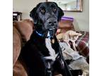 Adopt Worthy a Black - with White Labrador Retriever / Retriever (Unknown Type)