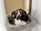 Calico Kitten For Sale