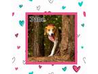 Adopt Jane "Baby Doll" a Hound, Foxhound