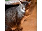 Adopt Grayson a Gray or Blue Domestic Shorthair / Mixed cat in Jupiter