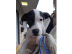 Adopt Dexter a Black - with White Retriever (Unknown Type) / Border Collie /