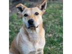 Adopt Sadie a Tan/Yellow/Fawn Shepherd (Unknown Type) / Labrador Retriever /
