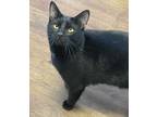 Adopt Trojan a Black (Mostly) Domestic Shorthair (short coat) cat in Greensburg