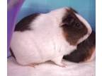 Adopt Ella *Bonded with Hattie* a Guinea Pig