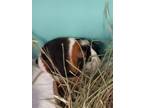 Adopt Hattie *Bonded with Ella* a Guinea Pig