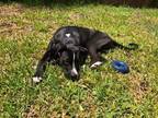 Adopt Oreo a Black - with White Labrador Retriever / Mixed dog in Madison
