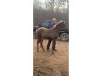 Stunning Chocolate Filly