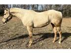 Registered palomino mare