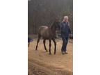 Beautiful Well Bred Yearling Grulla Colt