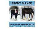 Stunning Gvhs & Ghra Black Filly *Tall* 4 High Whites!