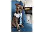 Adopt Bugsy a Brindle - with White Pug / Boxer / Mixed dog in Genoa City