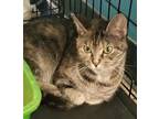 Adopt Cloudy a All Black Domestic Shorthair / Domestic Shorthair / Mixed cat in