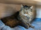 Adopt Harriet a Domestic Long Hair, Domestic Short Hair