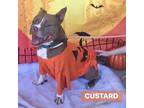 Adopt Custard a Brown/Chocolate American Pit Bull Terrier / Mixed dog in Milton