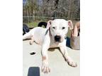 Adopt Nova Lowrider Lizman a Pit Bull Terrier, Basset Hound