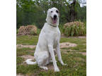 Adopt Dodger a White Great Dane / Shepherd (Unknown Type) / Mixed dog in Tyler