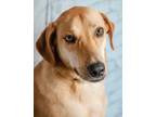Adopt Jose a Tan/Yellow/Fawn Australian Cattle Dog / Mixed dog in Dothan