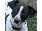 Adopt Alfred Arepa a White - with Black Dachshund / Mixed dog in Houston