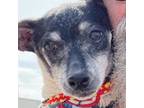 Adopt Guy Gazpacho a Black - with Tan, Yellow or Fawn Dachshund / Mixed dog in