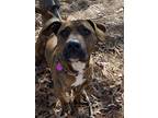 Adopt Alice a Brindle - with White Corgi / Pit Bull Terrier / Mixed dog in