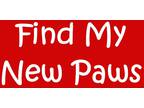 Adopt z Find My New Paws a Mixed Breed (Medium) / Mixed dog in White River Jct