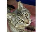 Adopt Cherry a Domestic Short Hair