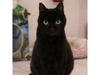 Adopt Carrie a All Black Domestic Shorthair / Mixed cat in Jupiter