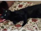 Adopt Dozer a All Black American Shorthair (short coat) cat in Murfreesboro
