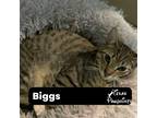 Adopt Biggs a Spotted Tabby/Leopard Spotted Domestic Shorthair (short coat) cat