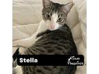 Adopt Stella a Spotted Tabby/Leopard Spotted Domestic Shorthair (short coat) cat