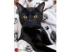 Adopt Zed a All Black Domestic Shorthair (short coat) cat in St.
