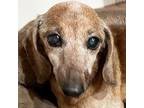 Adopt Grace Granola a Red/Golden/Orange/Chestnut Dachshund / Mixed dog in