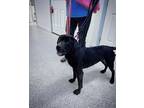 Adopt Dixie a Black Labrador Retriever