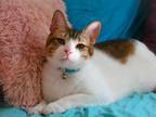 Adopt Milo PR Amber Eyed Cat a Domestic Short Hair