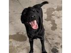 Adopt Firulais (Zefir) a Black Labrador Retriever / Mixed dog in Edinburg