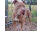 Adopt Olivia a American Staffordshire Terrier