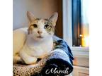 Adopt Marah a Calico or Dilute Calico Domestic Shorthair / Mixed (short coat)