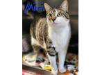 Adopt Miri a Domestic Shorthair / Mixed (short coat) cat in Cambridge