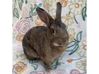 Adopt Tippy Toe a Agouti American rabbit in Williston, FL (31245020)
