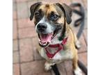 Adopt Gus a Tricolor (Tan/Brown & Black & White) Pug / Beagle / Mixed dog in