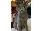 Adopt Grayce a Russian Blue, Domestic Short Hair