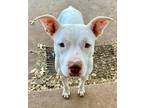 Adopt Elsa 418902 FosterHomeLovingHousebrokenGirl a Pit Bull Terrier